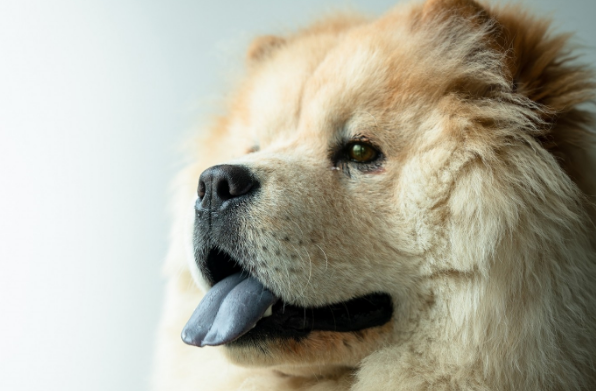 松狮犬什么时候发情？它多大发情？