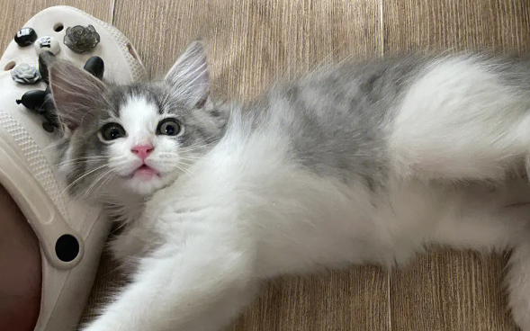 猫咪为什么喜欢蹭拖鞋 猫咪为什么喜欢蹭拖鞋