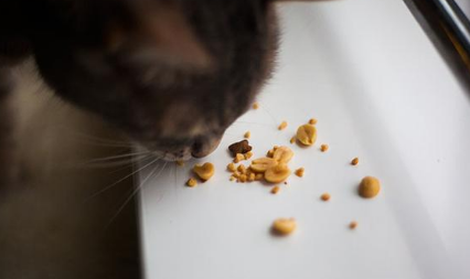 猫吃了熟花生米有危险吗