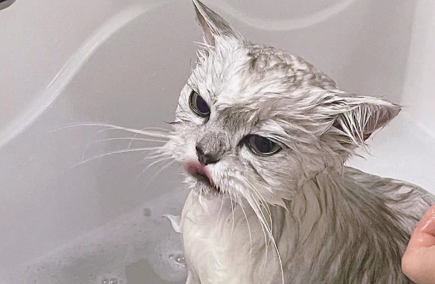 宠物猫需不需要洗澡