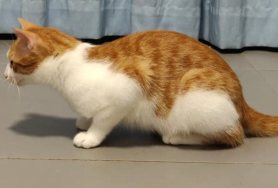 猫咪喘气腿抖是为什么呢