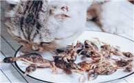 小鹌鹑能天天给猫吃吗