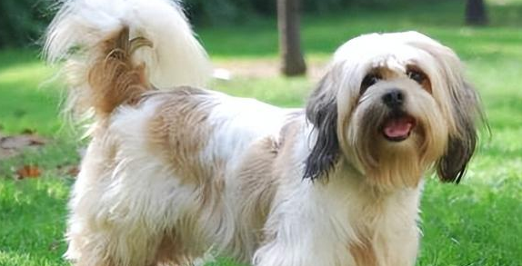 拉萨犬怎么养?怎么养才好? 拉萨犬怎么养?怎么养才好?