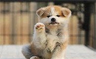 秋田犬吃什么毛色好?速来了解一波