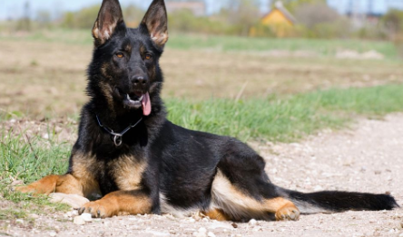比利时牧羊犬牙疼怎么办？这里可以了解~