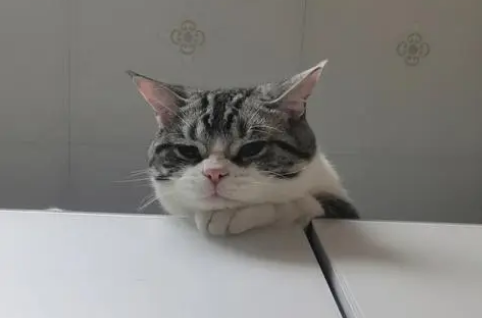 猫咪为什么喜欢趴在高的地方