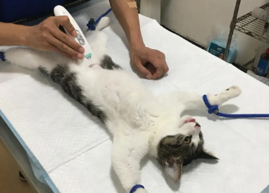 没钱给母猫绝育怎么办 没钱给母猫绝育怎么办