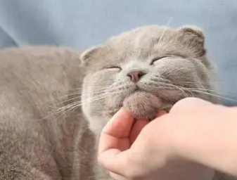 猫咪为什么让人抚摸
