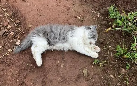 猫咪死了会怪主人吗