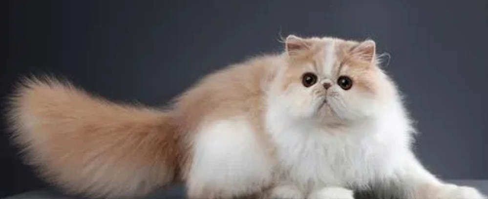 波斯猫能喝牛奶么？了解一下