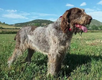 史毕诺犬好养吗？想养的人来看看吧