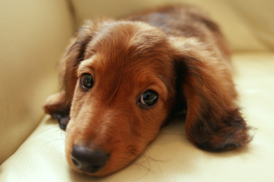 腊肠犬会咬人吗?一文告诉你! 腊肠犬会咬人吗?一文告诉你!