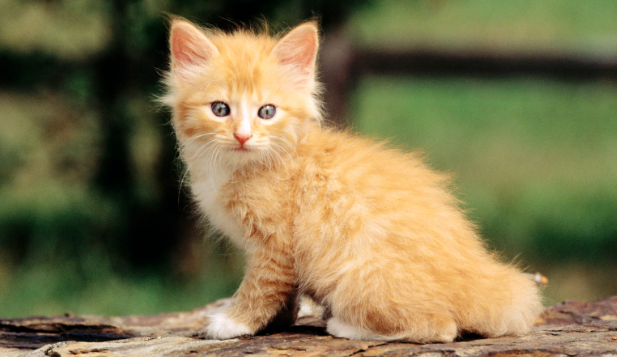 为什么说三个月的猫不好养 为什么说三个月的猫不好养