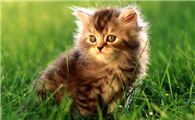 8平米的小房间能养猫吗
