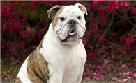英国斗牛犬的缺点是什么？养狗前要了解