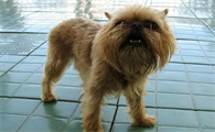 布鲁塞尔格里芬犬一直呕吐怎么办?来看看吧