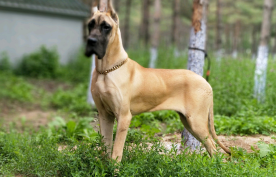 大丹犬的性格好不好？我来告诉你！