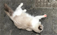 猫硬了是不是就死透了