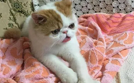 成年猫咪频繁踩奶是为什么