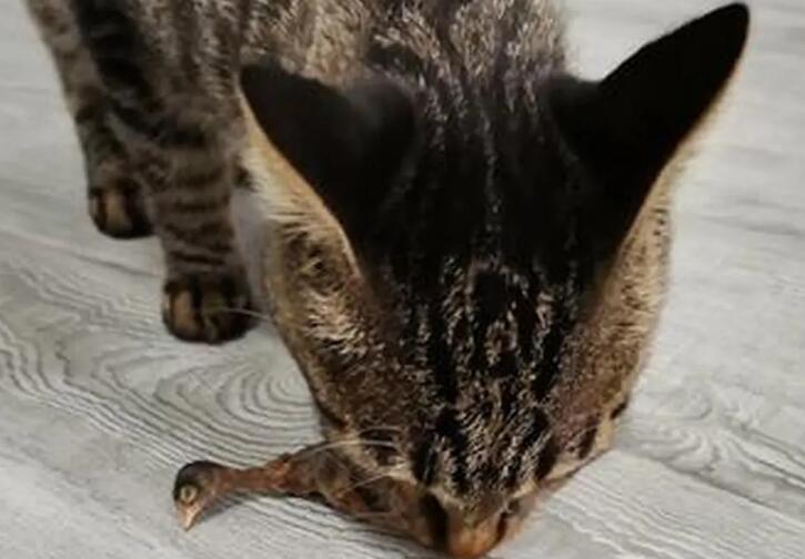 猫喜欢吃鹌鹑吗 猫喜欢吃鹌鹑吗