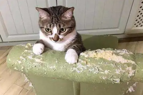 农村为什么喜欢饲养猫咪 农村为什么喜欢饲养猫咪