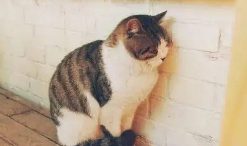 猫咪为什么扒墙角呢 猫咪为什么扒墙角呢