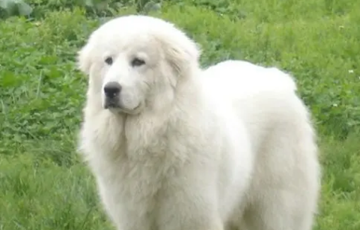 大白熊犬怎么看品相?来这里看看吧 大白熊犬怎么看品相?来这里看看吧