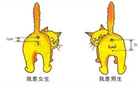 一个月小猫怎么分公母图片