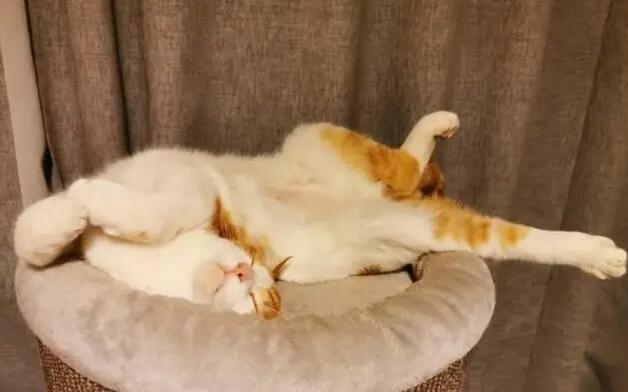 猫咪为什么喜欢卧在垫子上