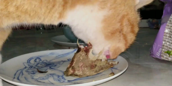 猫咪吃红薯是为什么呢