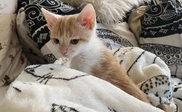 猫咪为什么喜欢蹲在床边呢 猫咪为什么喜欢蹲在床边呢