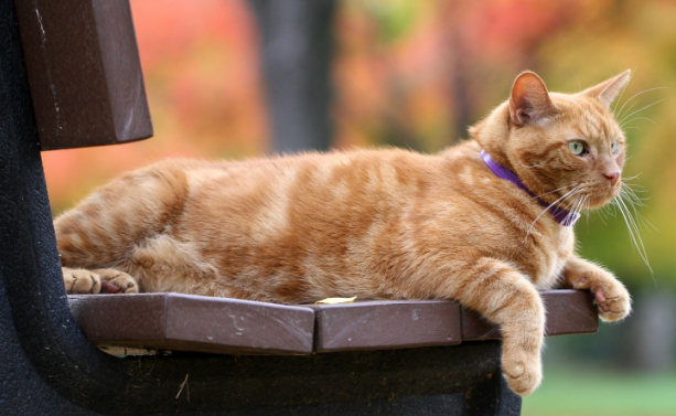 七八岁的猫相当于人类几岁
