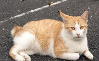 找猫最有效的方法