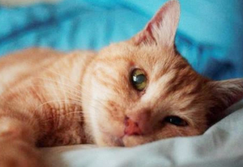 猫咪死亡为什么离开家里 猫咪死亡为什么离开家里