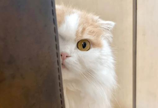 猫咪为什么开始躲着主人呢