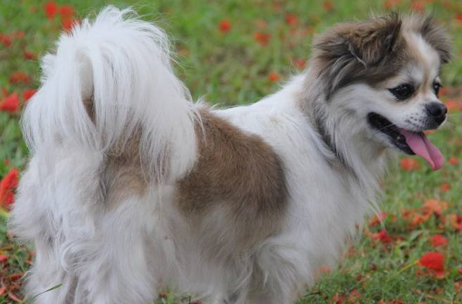 蝴蝶犬幼犬几个月耳朵直起来?感兴趣的来了解下吧 蝴蝶犬幼犬几个月耳朵直起来?感兴趣的来了解下吧