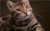 豹猫不能吃什么？这些东西不要给它吃。