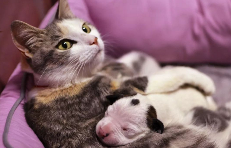 为什么有的猫咪喜欢抱着狗玩