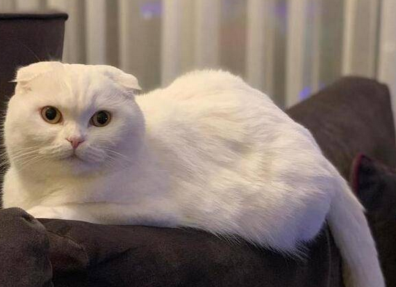 猫咪为什么注视主人的脸