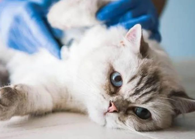 猫咪常见疾病如何预防 猫咪常见疾病如何预防