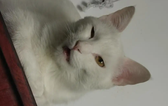 猫嘴巴微张是因为什么