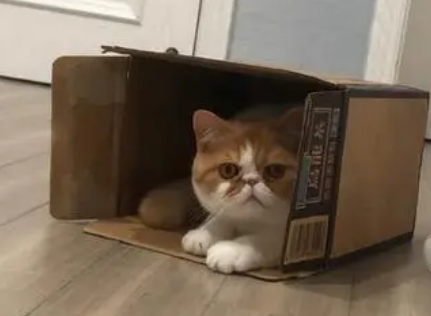 猫咪为什么更喜欢纸壳子呢