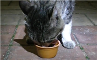猫咪晚上为什么会饿死呢