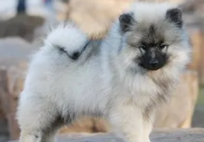 荷兰毛狮犬吃什么?主人来get下吧 荷兰毛狮犬吃什么?主人来get下吧