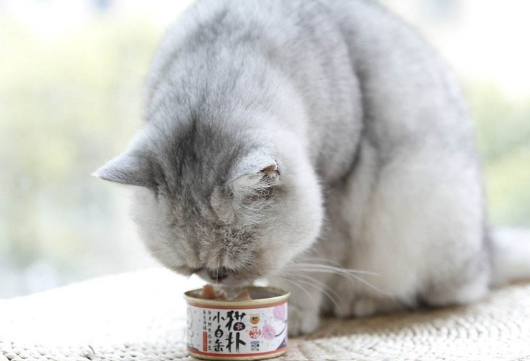猫咪能不能吃罐头