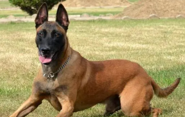 马犬吃什么长得强壮,不知道的看过来! 马犬吃什么长得强壮,不知道的看过来!