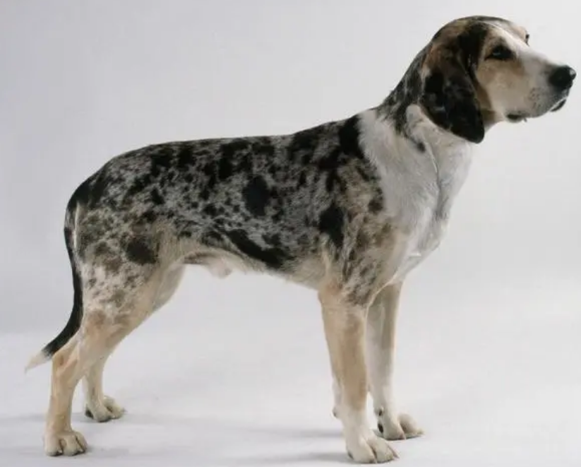 挪威伦德猎犬耳螨治疗方法有哪些呢？