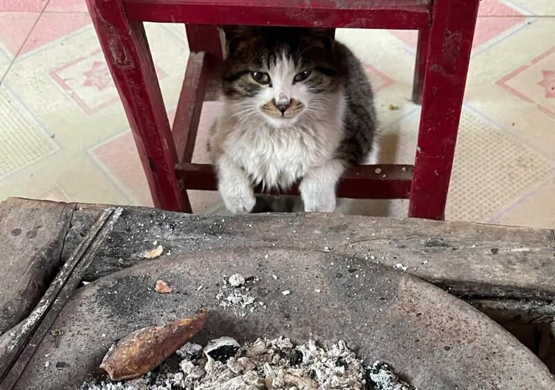 猫咪冬天为什么烤火呢