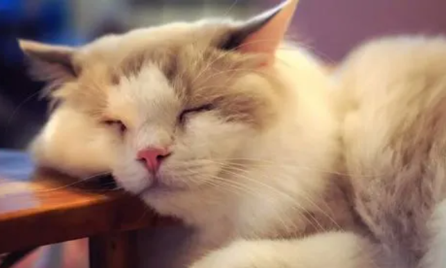 家长不让养猫怎么偷偷养