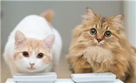 餐馆为什么都养猫咪